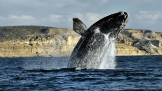 puerto madryn